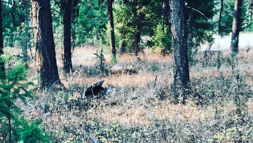 Harvested elk lying in the brush