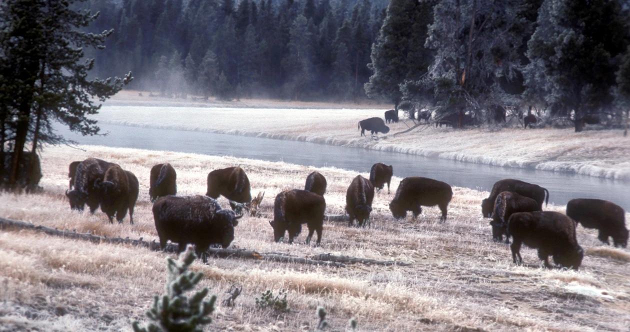 Montana bison h1