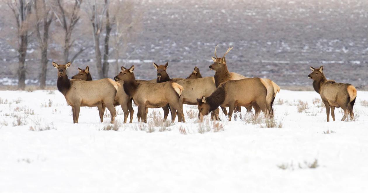 Wyoming elk feedgrounds h1