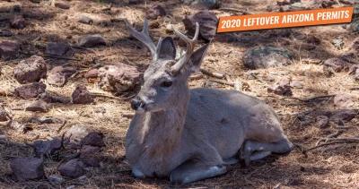 2020 leftover arizona fall hunting permits 1