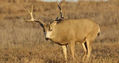 Wyoming mule deer h1_5