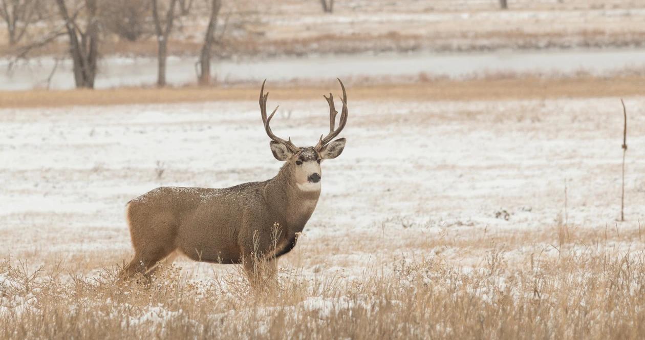 Montana cwd mule deer h1