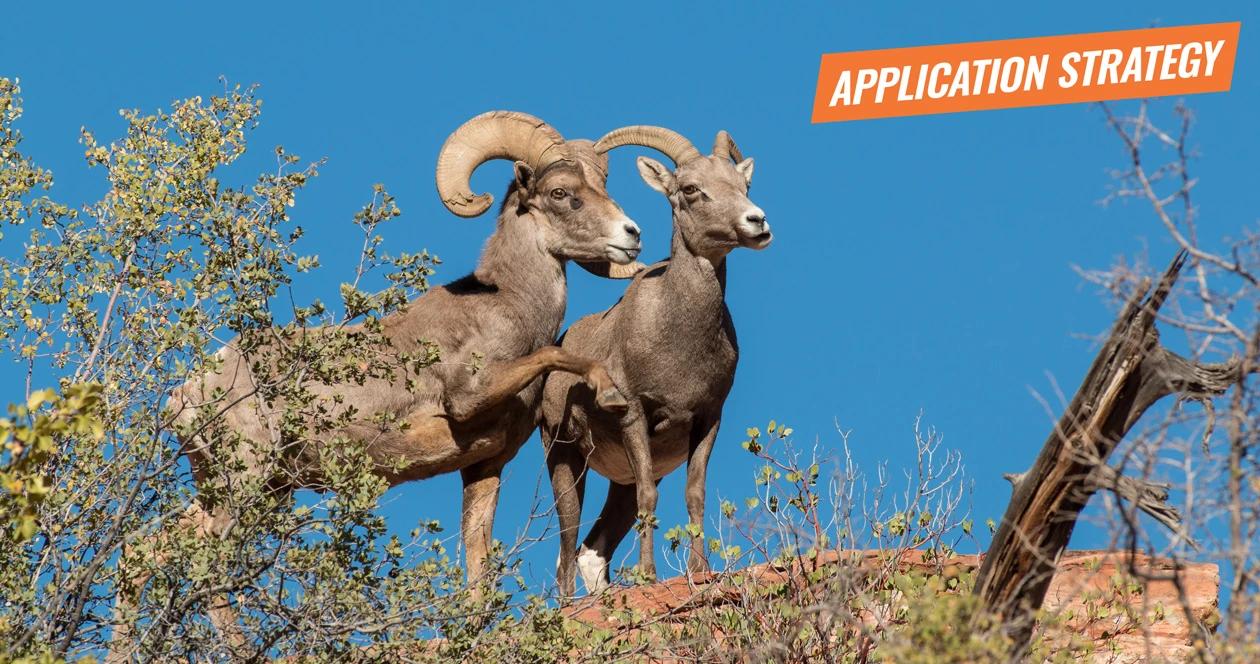 2018 new mexico sheep application strategy article 1