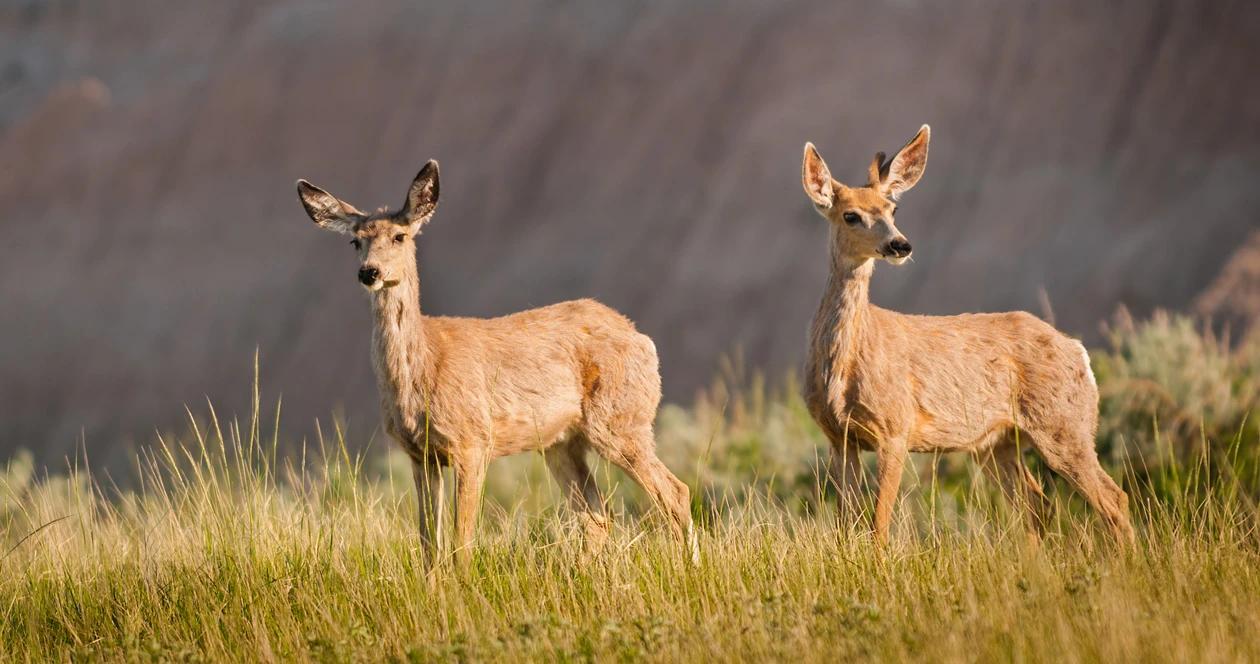 Wyoming migration deer h1