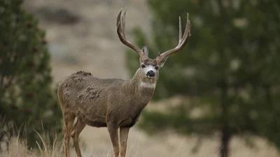 2024 New Mexico mule deer and Coues deer application strategy article