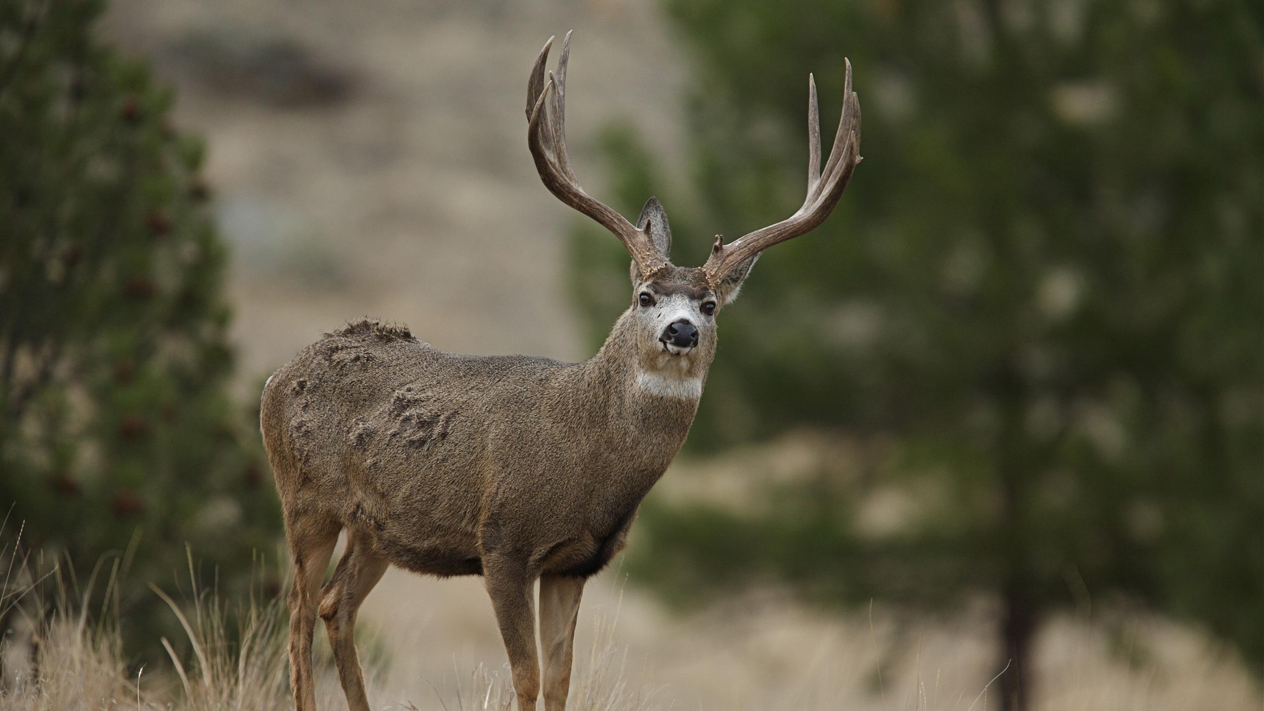 2024-New-Mexico-deer-application-strategy-article