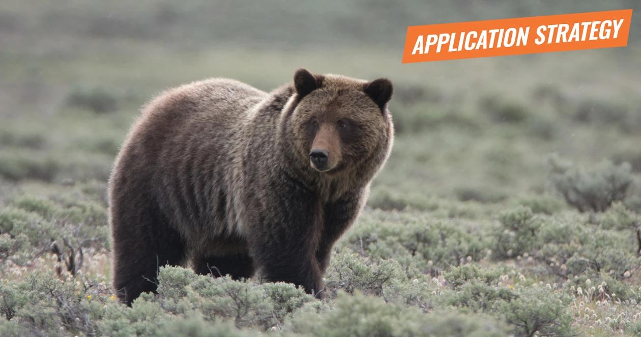 2018 idaho and wyoming grizzly bear application strategy article 1