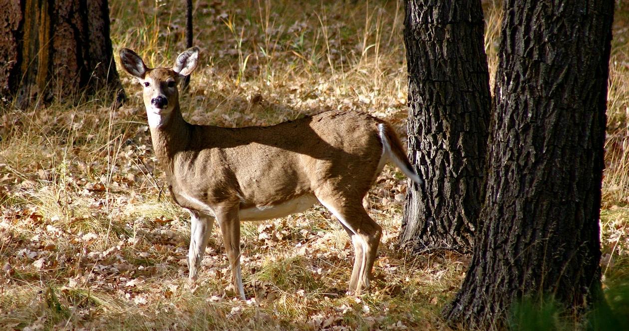 Missouri deer disease h1_0