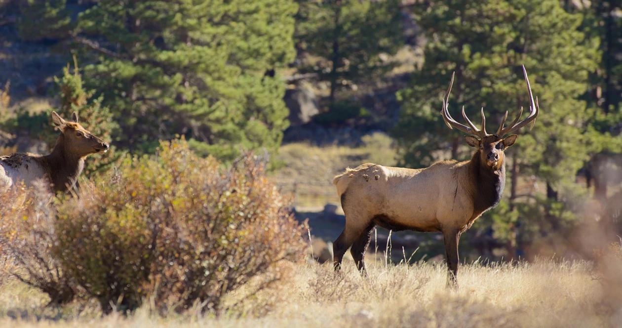 Idaho elk poaching h1