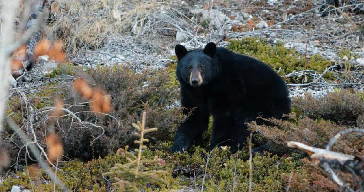Canada black bear attack h1_0