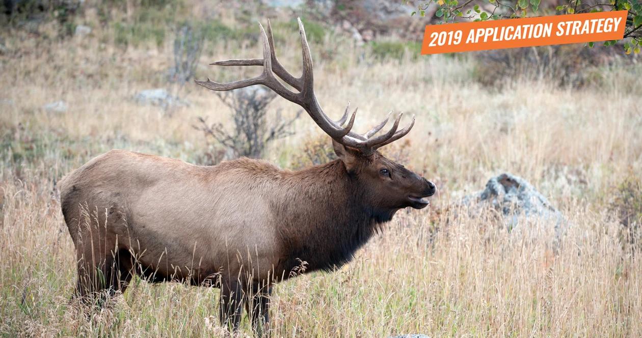 2019 utah elk and antelope application strategy article 1