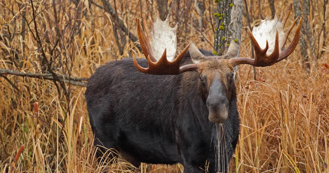 Wyoming bull moose h1