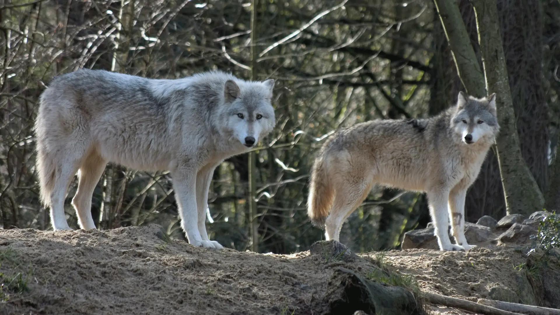 Colorado releases first annual wolf report