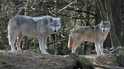 Colorado releases first annual wolf report