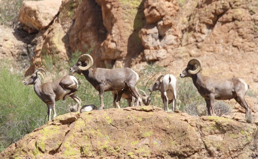 Examine body characteristics of bighorn sheep to determine horn size