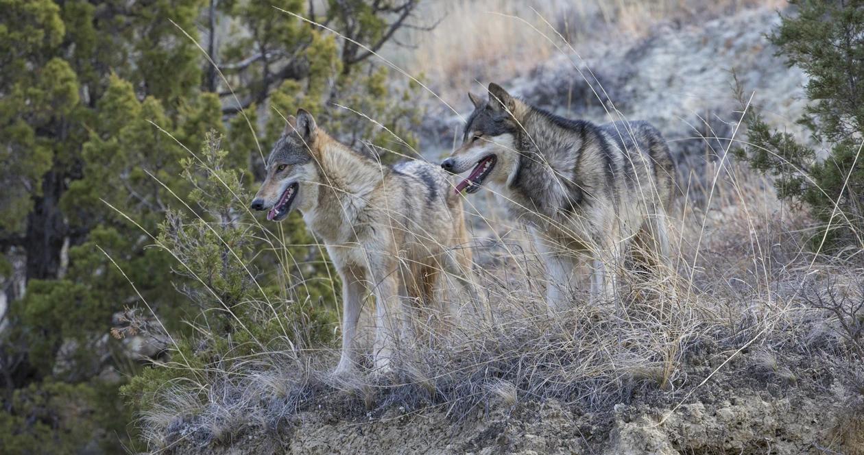 Colorado wolf reintroduction h1_3