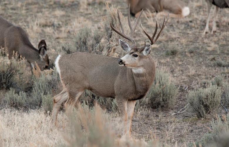 Mule deer buck in the rut 1