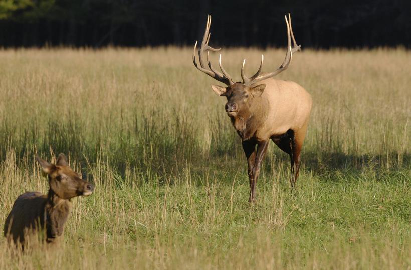APPLICATION STRATEGY 2015: Arizona elk & antelope