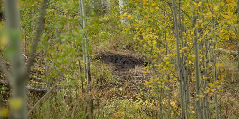 Setting up near active elk wallow