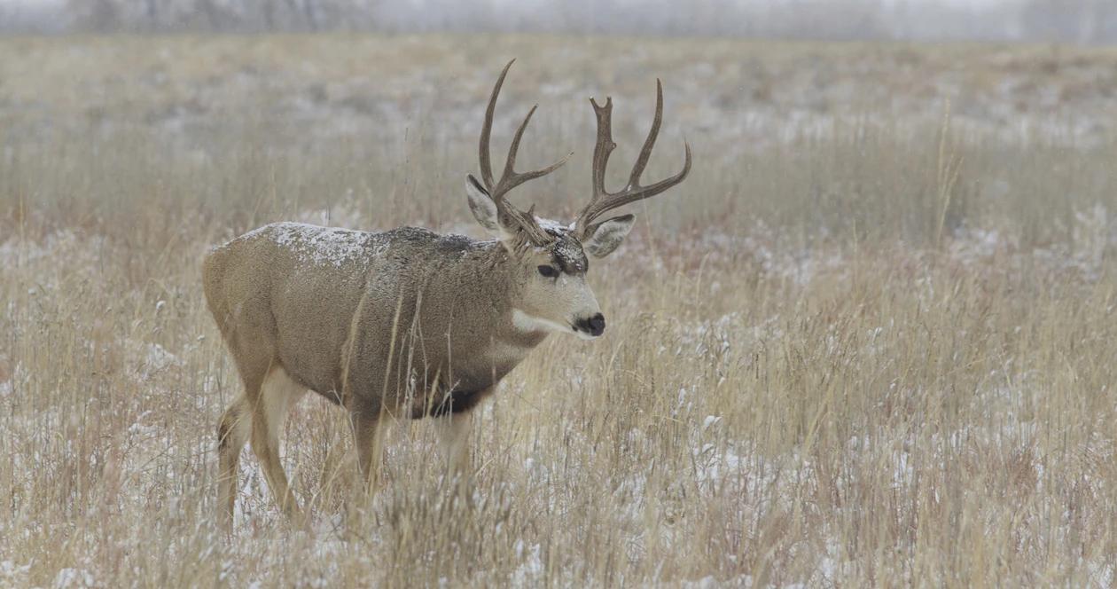 Montana mule deer h1_3