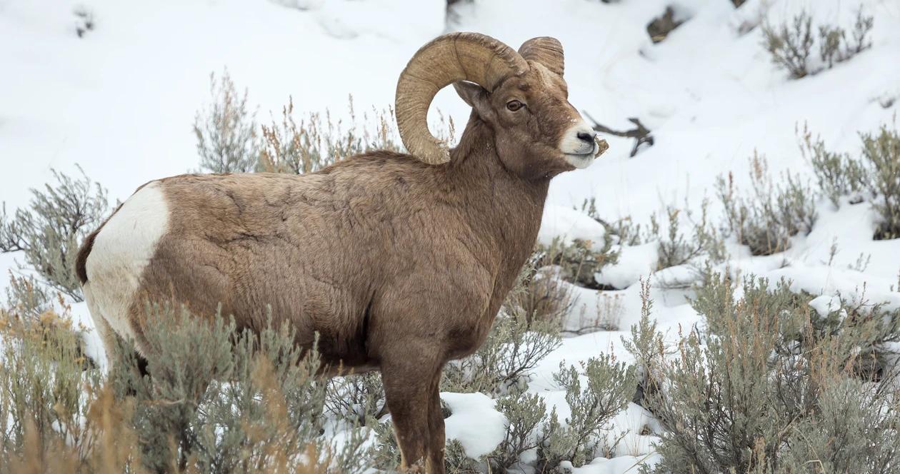 Utah bighorn sheep h1