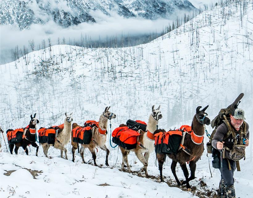 Mark Livesay late-season elk hunt with llamas