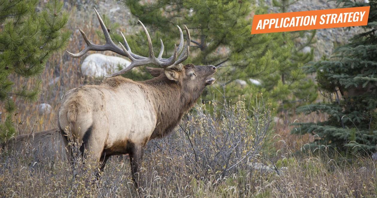2018 oregon elk and antelope application strategy article 1