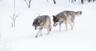 Wyoming wolf population growing h1