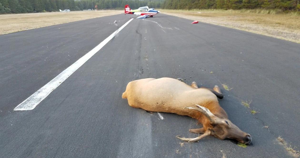 Oregon plane crash after hitting elk 1