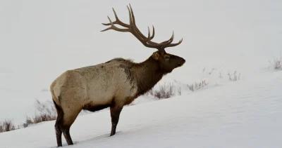 2022 colorado elk and antelope application strategy 1