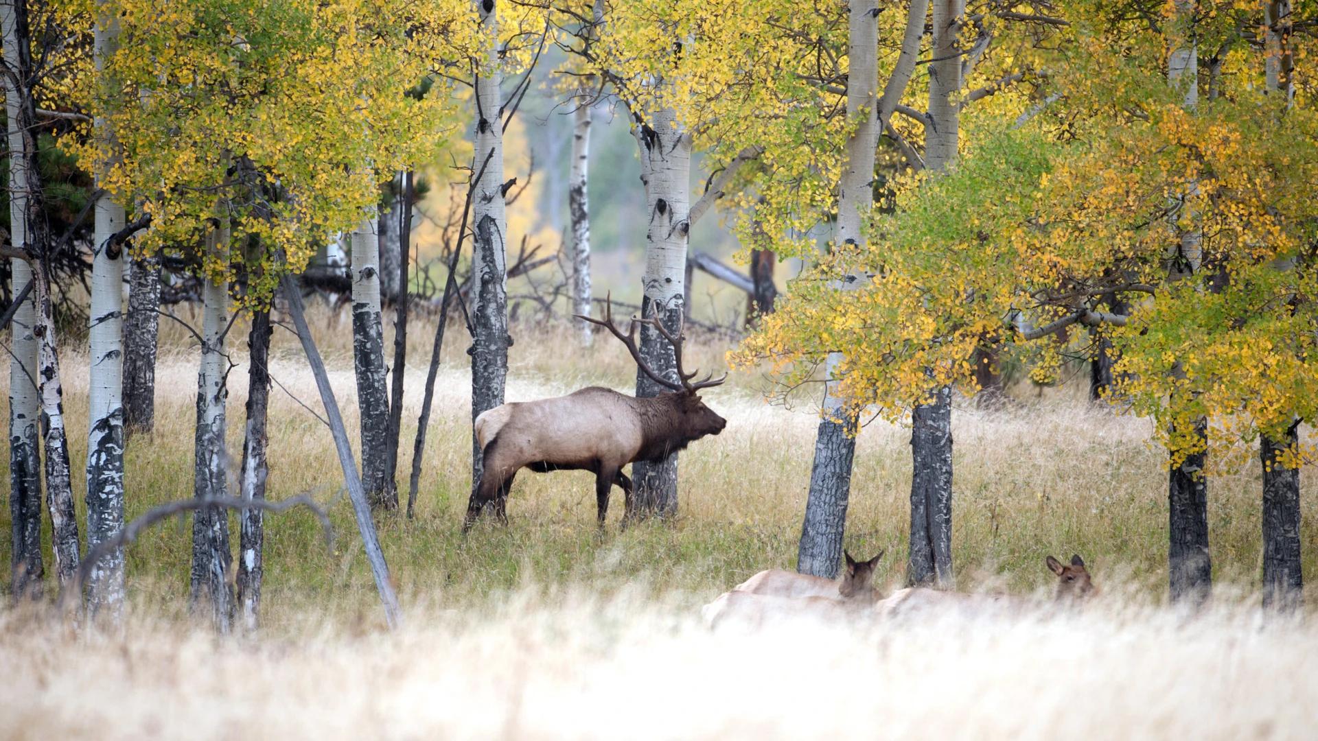 Colorado's leftover hunting license list — everything you need to know