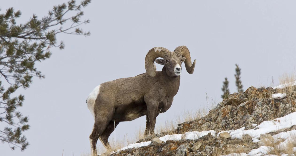 Montana bighorn sheep h1_5