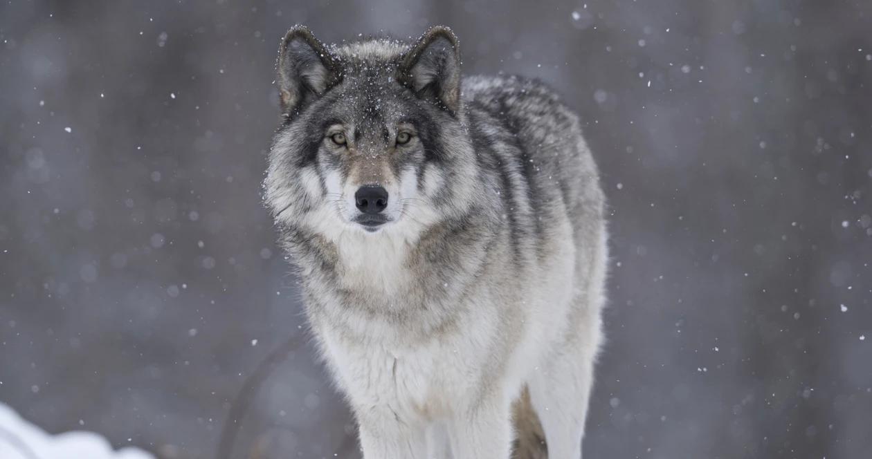 New rule gives colorado authority over wolf management 1