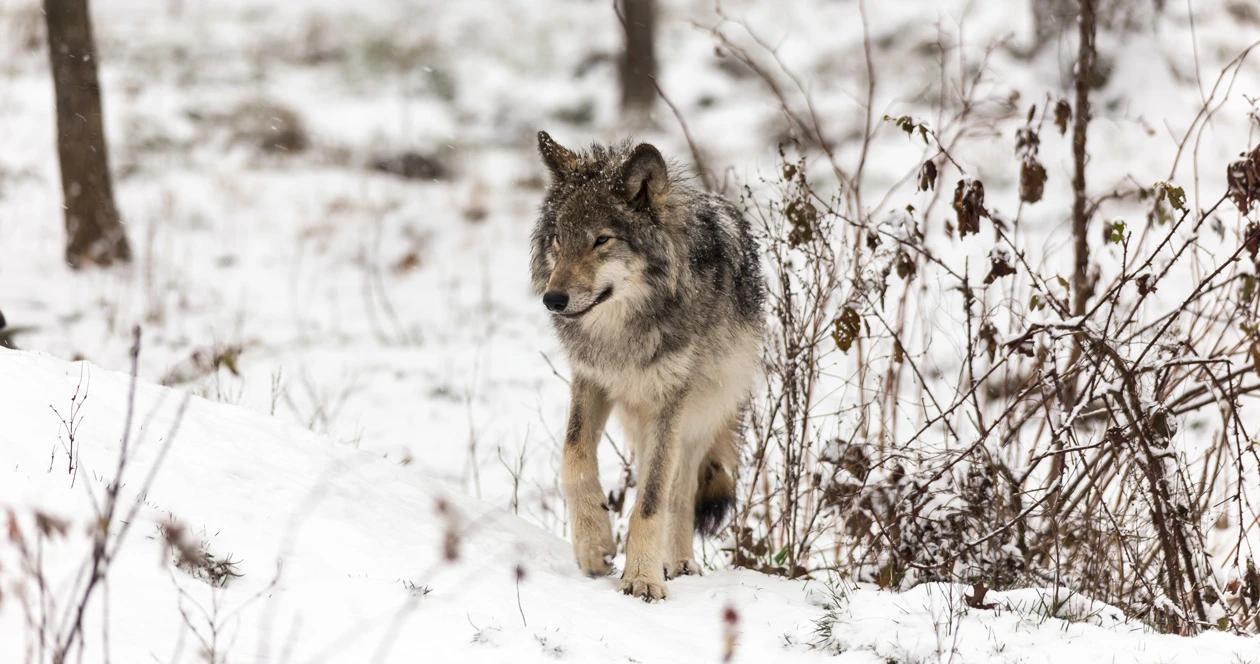 Wyoming wolf in snow 1