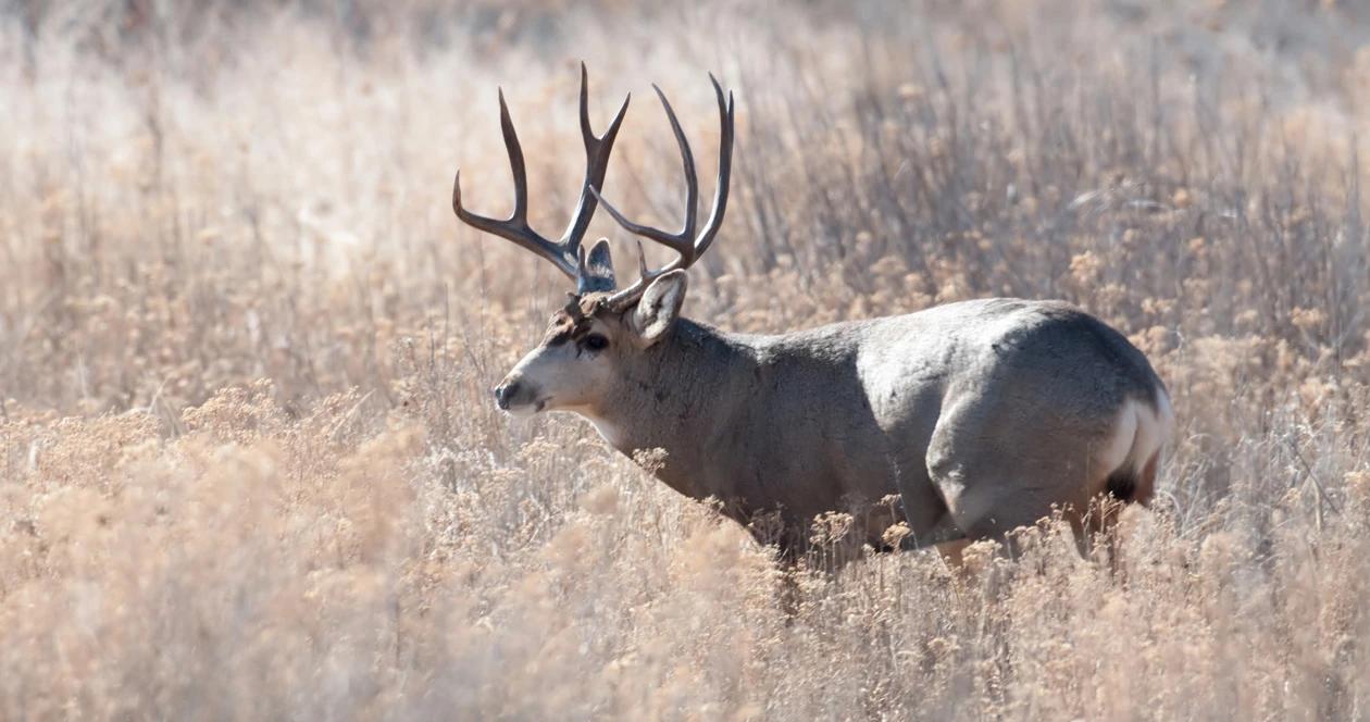 Montana mule deer h1_0