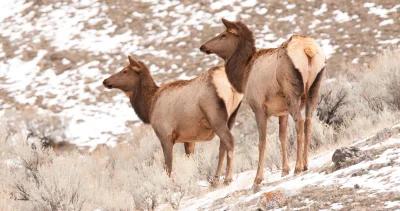 Montana deer elk hunting district changes h1