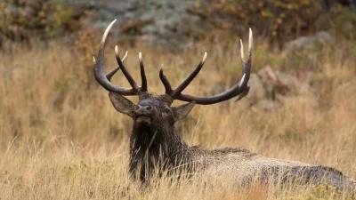 Application Strategy 2022: Nevada Elk and Antelope