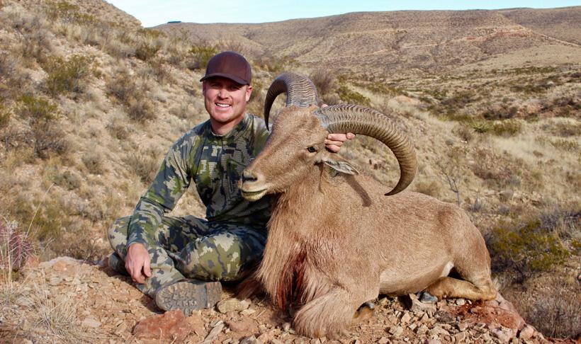 New mexico barbary sheep taken by jason schillinger_0