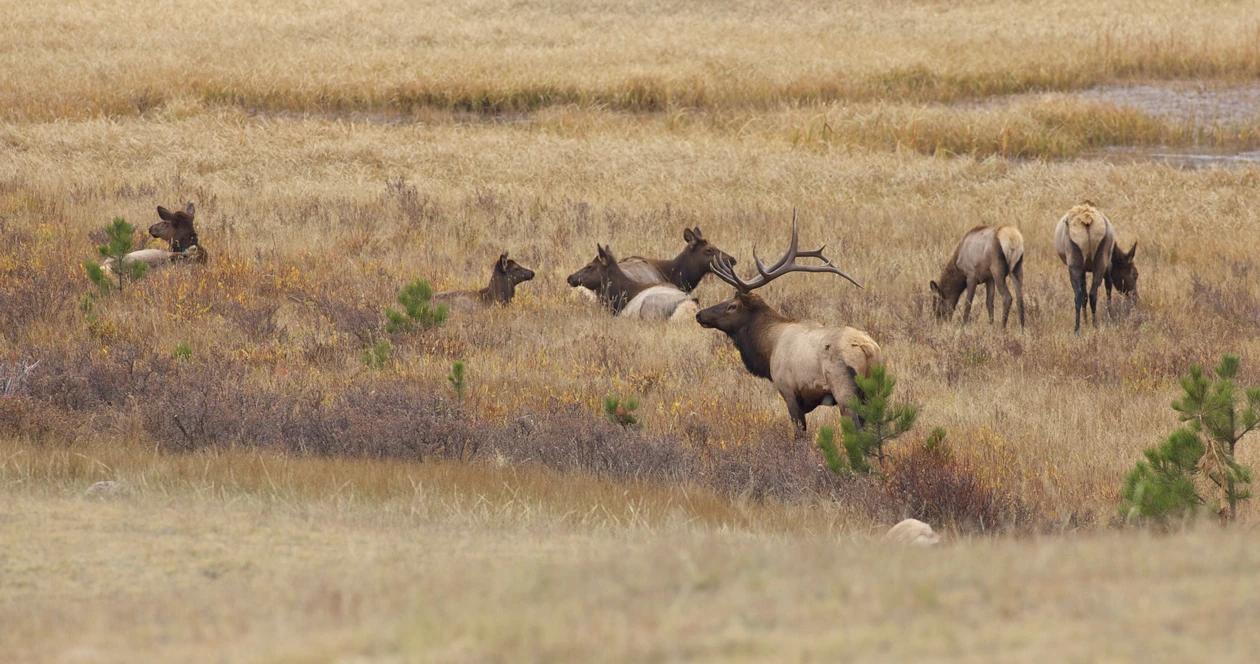 Idfg relocates dozen elk h1