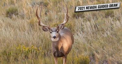 Nevada 2021 mule deer nonresident guided draw 1