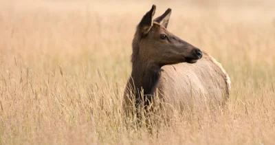 California tule elk drought h1