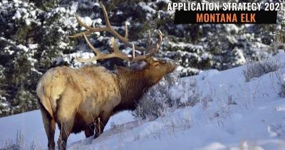Montana elk application strategy h1