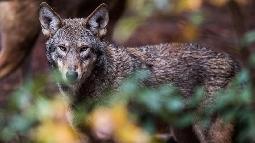 Endangered red wolves cannot be shot