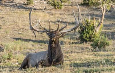 Giant bull elk bedded 1
