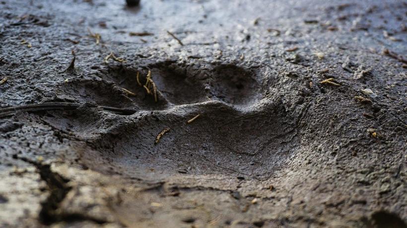 Black bear track in the mud