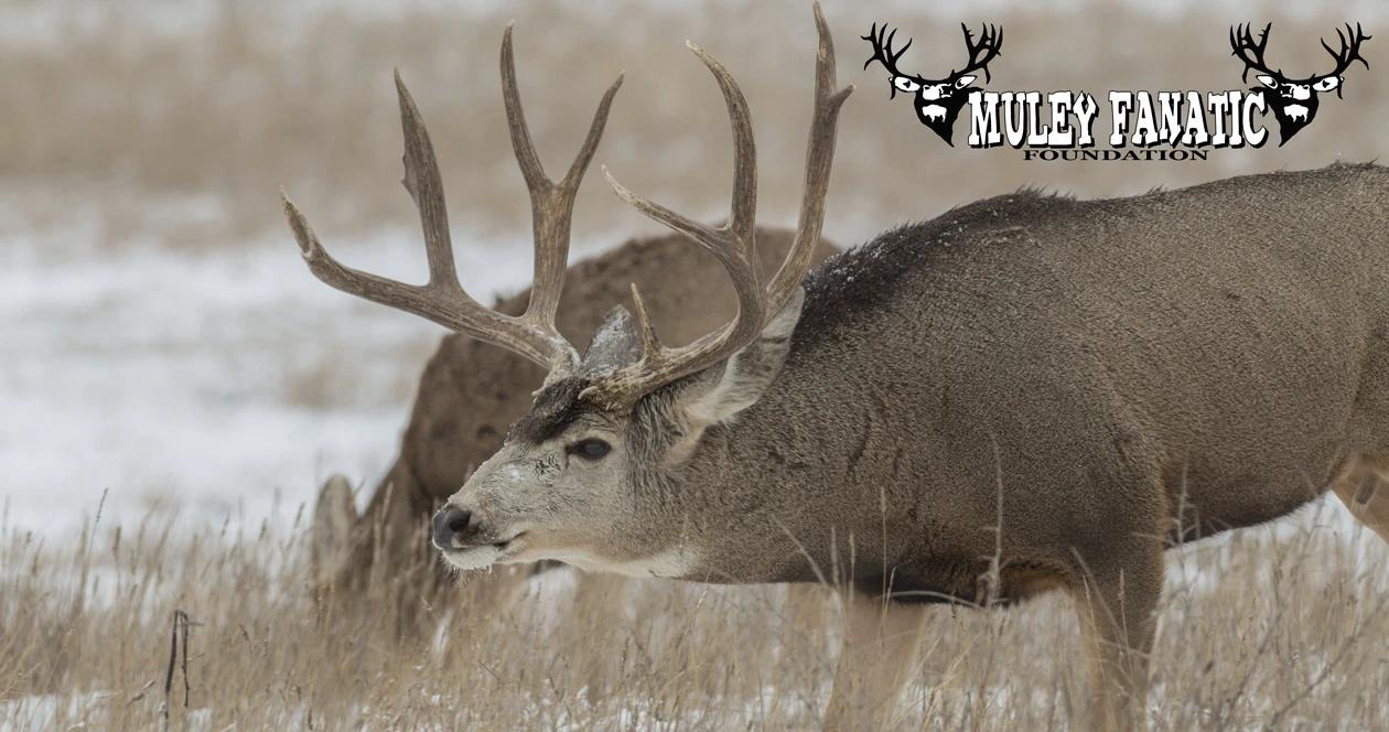 What muley fanatic foundation does for mule deer 1