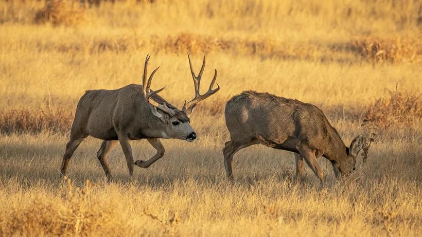 Application Strategy 2022: Utah Mule Deer
