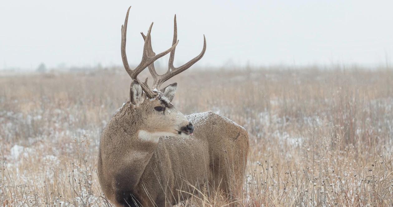 Wyoming poached mule deer h1