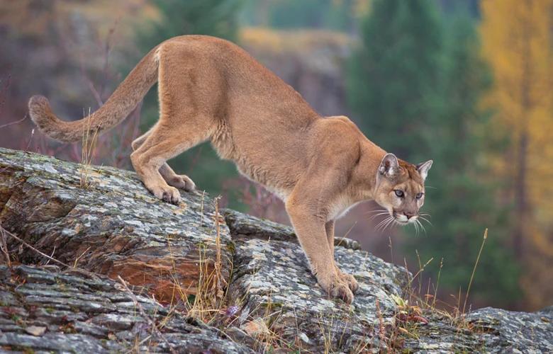 Mountain lion H1