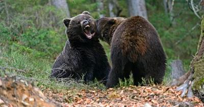 Alaskan bears h1